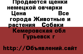 Продаются щенки немецкой овчарки!!! › Цена ­ 6000-8000 - Все города Животные и растения » Собаки   . Кемеровская обл.,Гурьевск г.